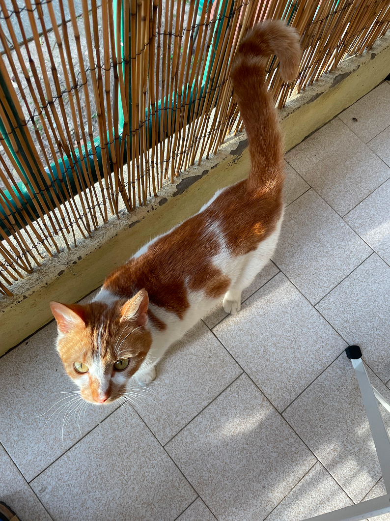 Cat distribution system